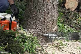 Best Lot and Land Clearing  in Hollywood, FL