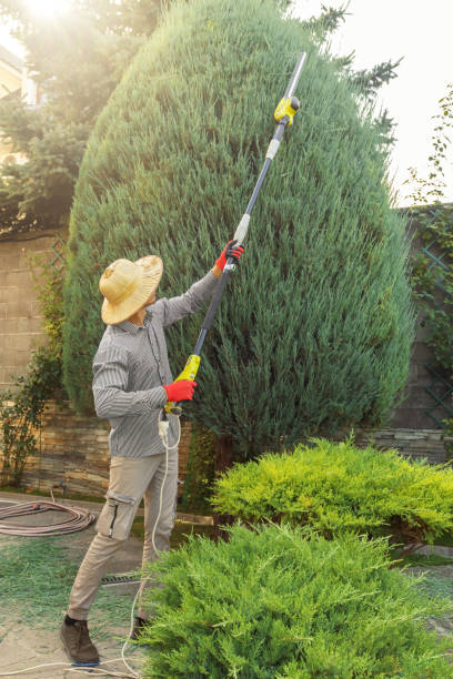 Best Lawn Irrigation Installation and Maintenance  in Hollywood, FL